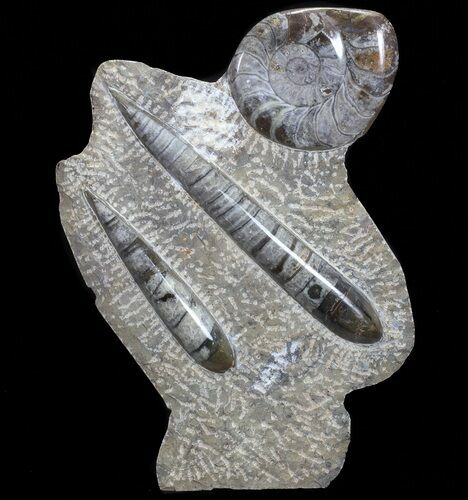Fossil Goniatite & Orthoceras Sculpture - #71641